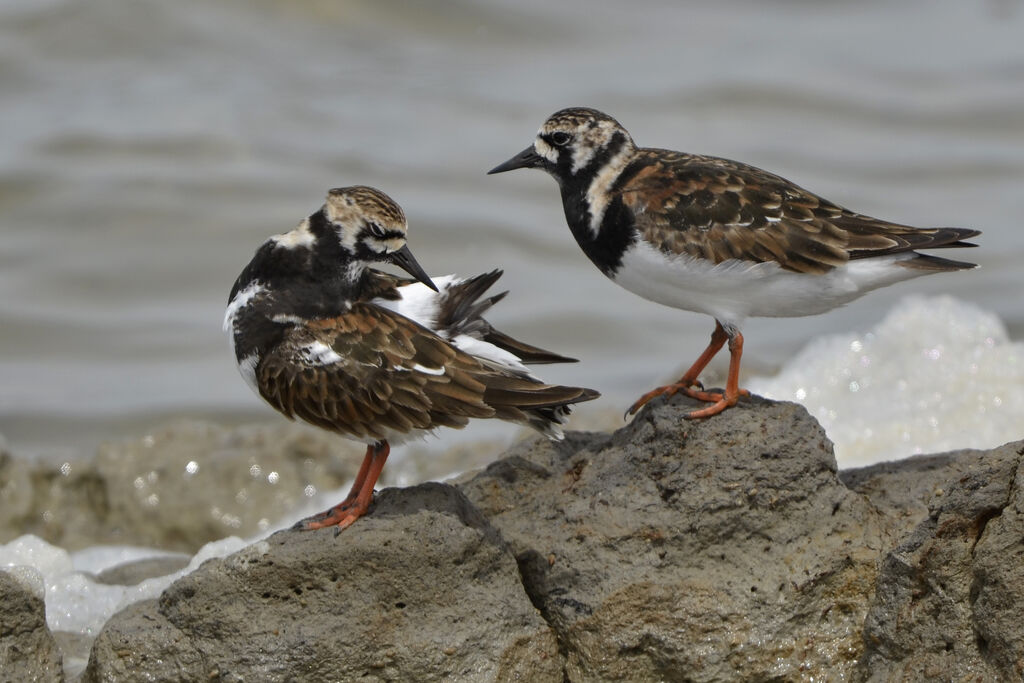 Tournepierre à collier, identification