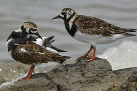 Ruddy Turnstone