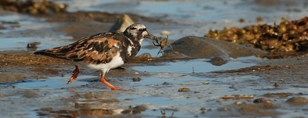 Ruddy Turnstone, feeding habits