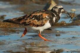 Ruddy Turnstone