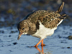 Ruddy Turnstone