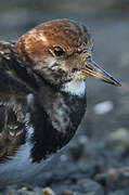 Ruddy Turnstone