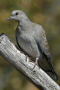 European Turtle Dove