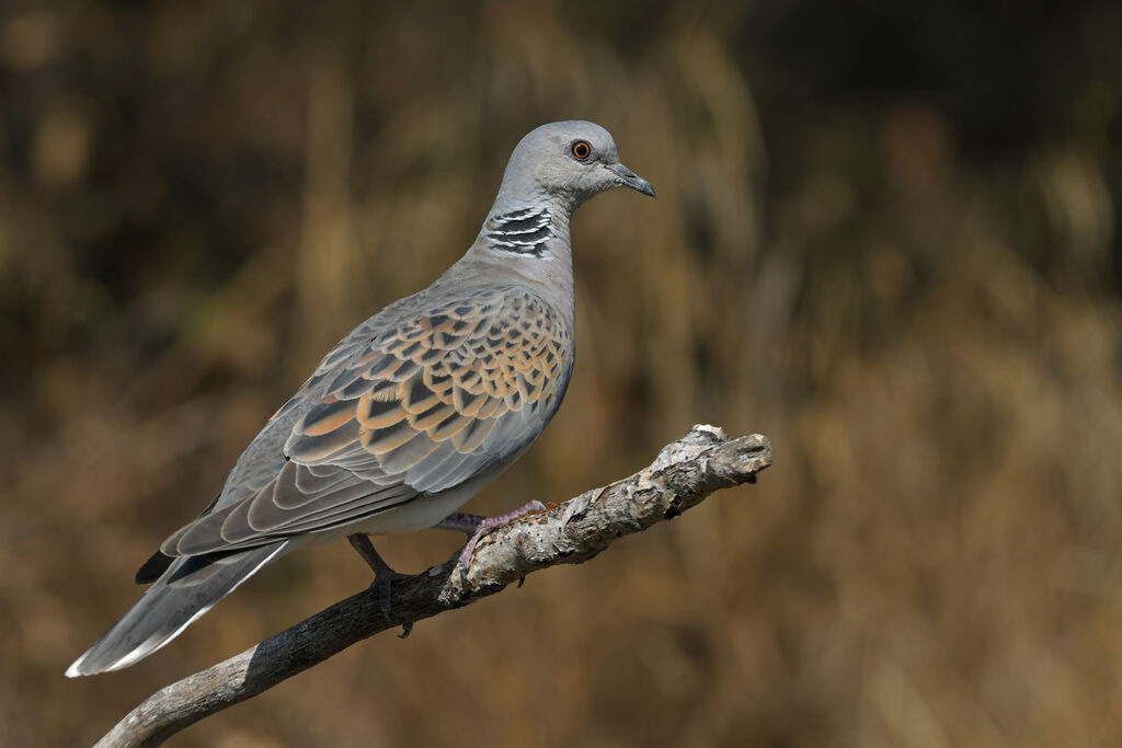 Tourterelle des boisadulte, identification