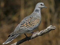 European Turtle Dove