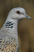 European Turtle Dove