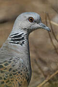 European Turtle Dove