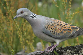 European Turtle Dove