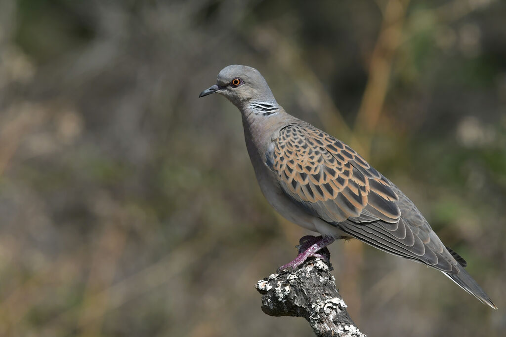 Tourterelle des boisadulte, identification