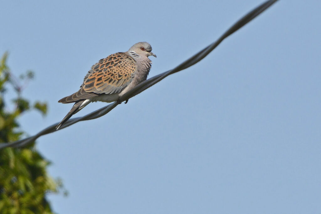 European Turtle Dove