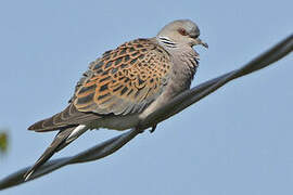 European Turtle Dove