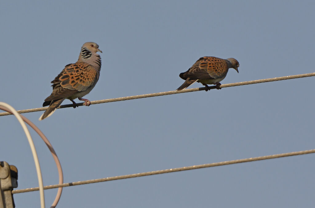 European Turtle Dove , Behaviour