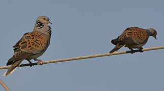 European Turtle Dove