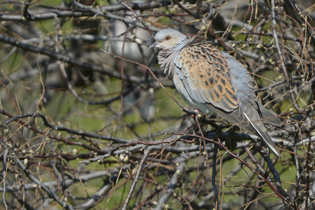 Tourterelle des bois, identification