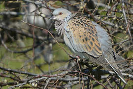 European Turtle Dove