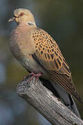 European Turtle Dove