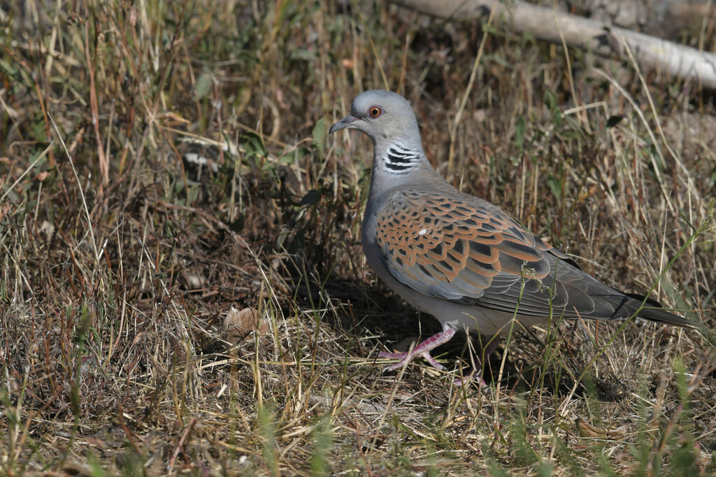 Tourterelle des boisadulte, identification