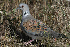 European Turtle Dove