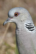 European Turtle Dove