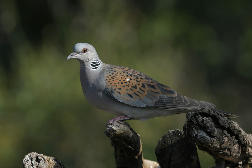 Tourterelle des boisadulte, identification