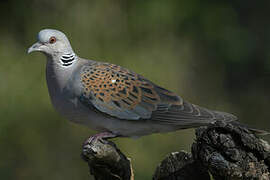 European Turtle Dove