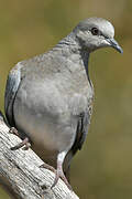 European Turtle Dove