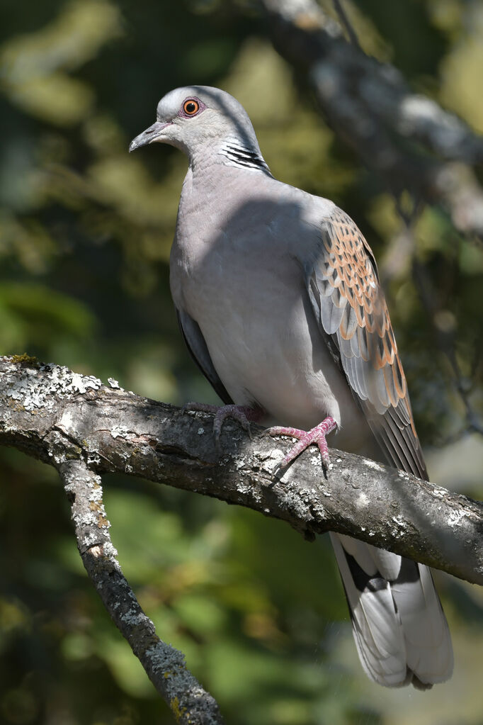 Tourterelle des boisadulte, identification