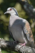 European Turtle Dove