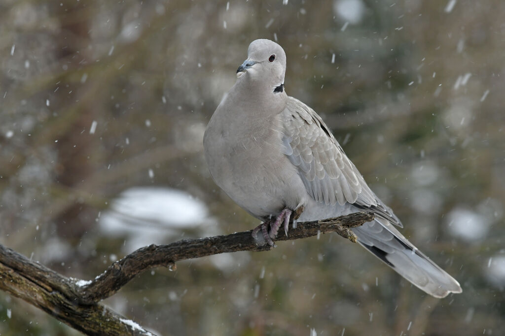 Eurasian Collared Doveadult, identification