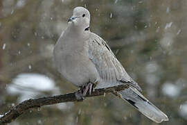 Eurasian Collared Dove