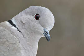 Eurasian Collared Dove