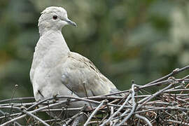 Eurasian Collared Dove