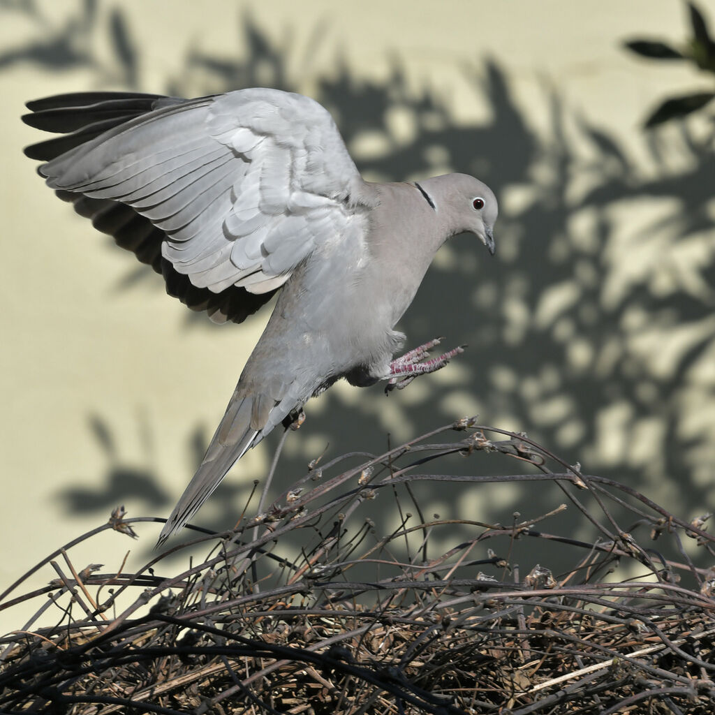 Eurasian Collared Doveadult, Flight