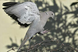 Eurasian Collared Dove