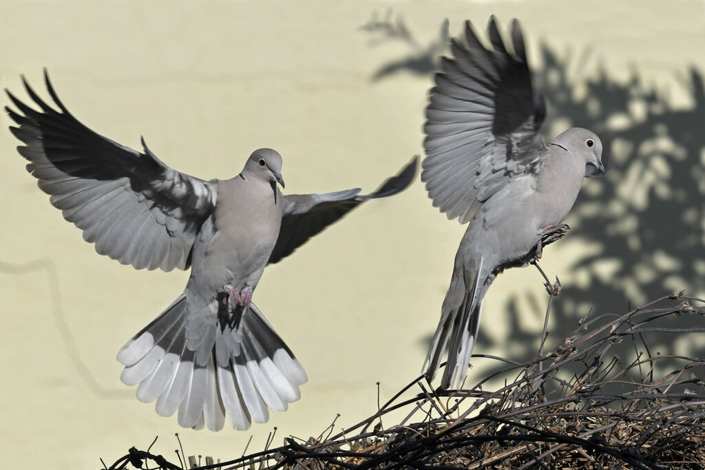 Eurasian Collared Doveadult, Flight