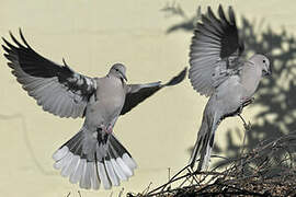 Eurasian Collared Dove