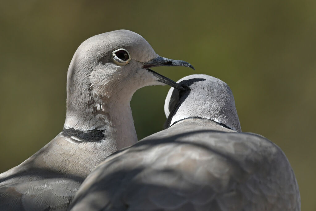 Eurasian Collared Doveadult breeding