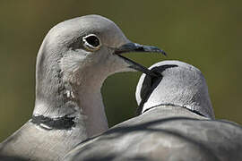 Eurasian Collared Dove