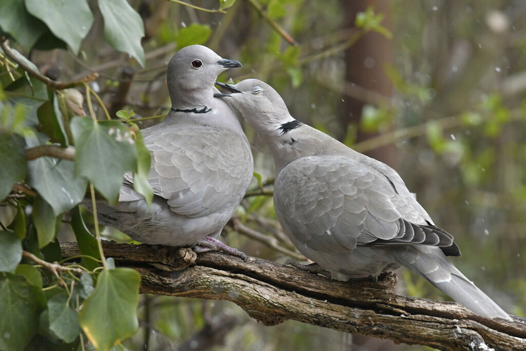 Eurasian Collared Doveadult