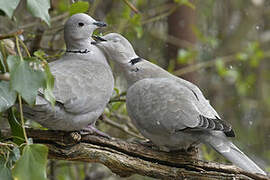 Eurasian Collared Dove