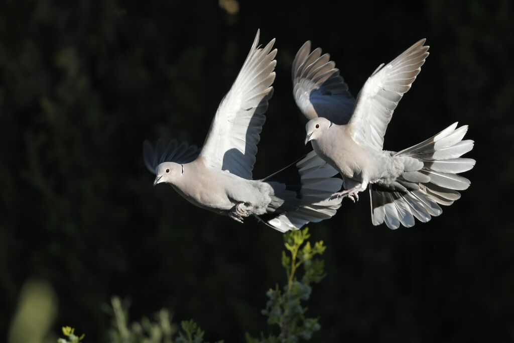 Eurasian Collared Doveadult breeding, Flight