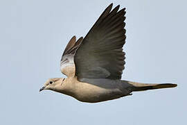 Eurasian Collared Dove