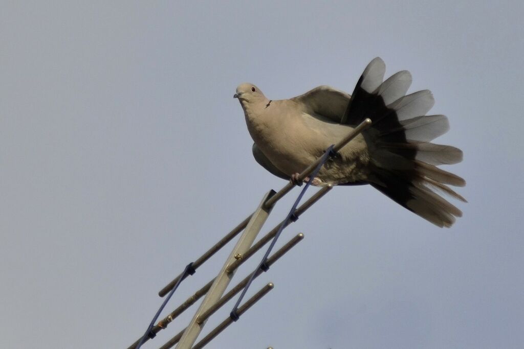 Eurasian Collared Dove