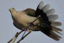 Eurasian Collared Dove