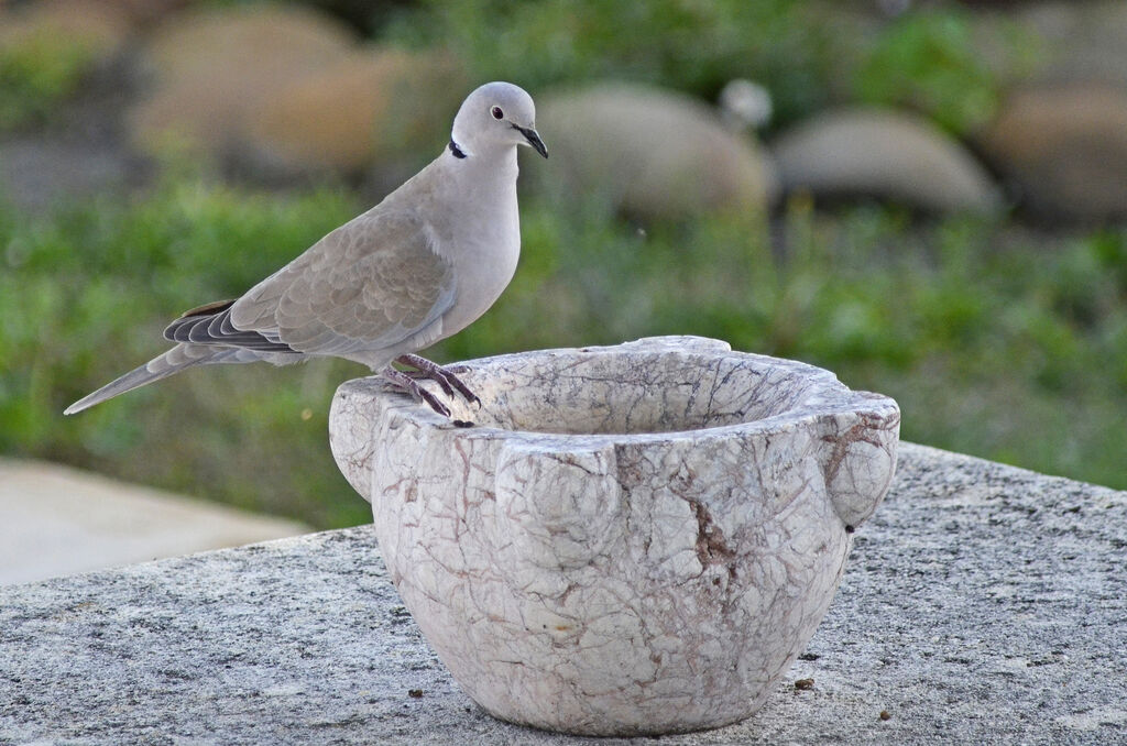 Eurasian Collared Dove