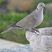 Eurasian Collared Dove