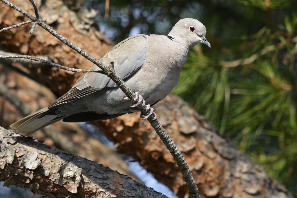 Eurasian Collared Dove