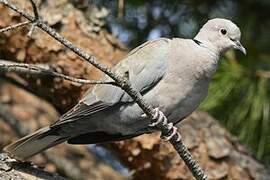 Eurasian Collared Dove