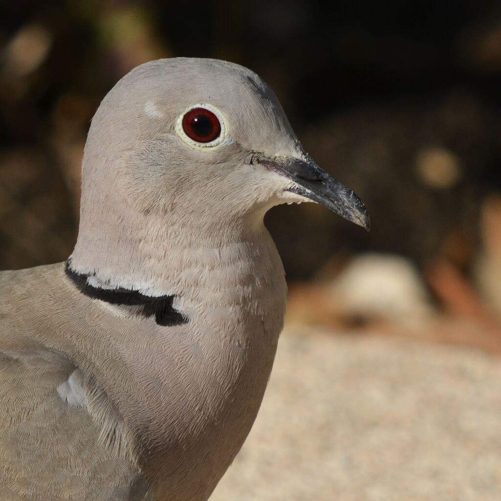 Eurasian Collared Doveadult, close-up portrait