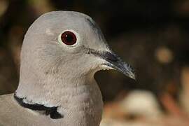 Eurasian Collared Dove